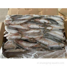 مجمدة Sardine BQF Sardinops Sagax Bulk Packaging